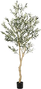 6 Foot Olive Tree