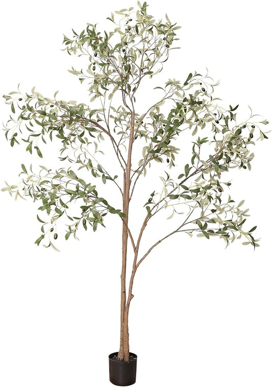 7 Ft. Olive Tree